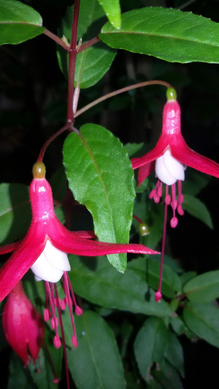 fuchsie