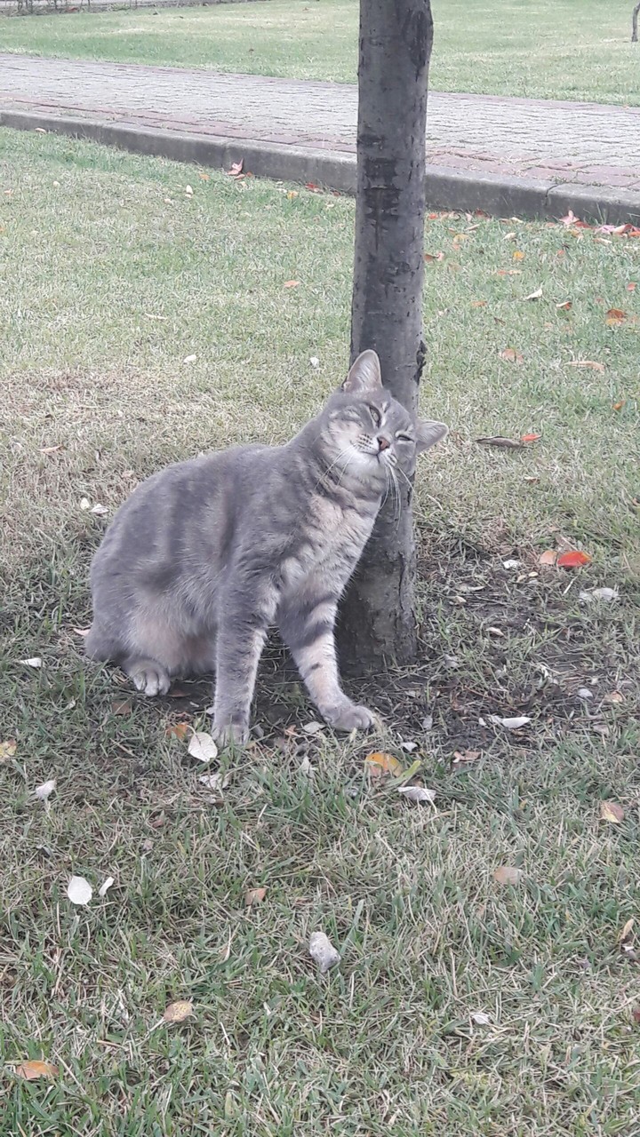 cat