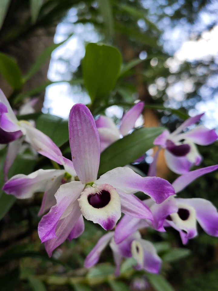 orchid