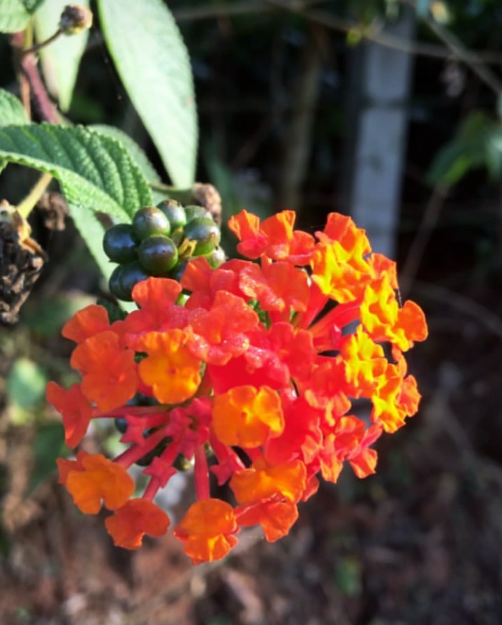 #flowers#fresh flowers #morning click