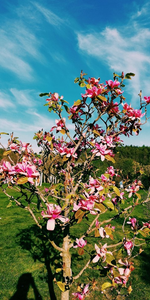 Magnolia flowers