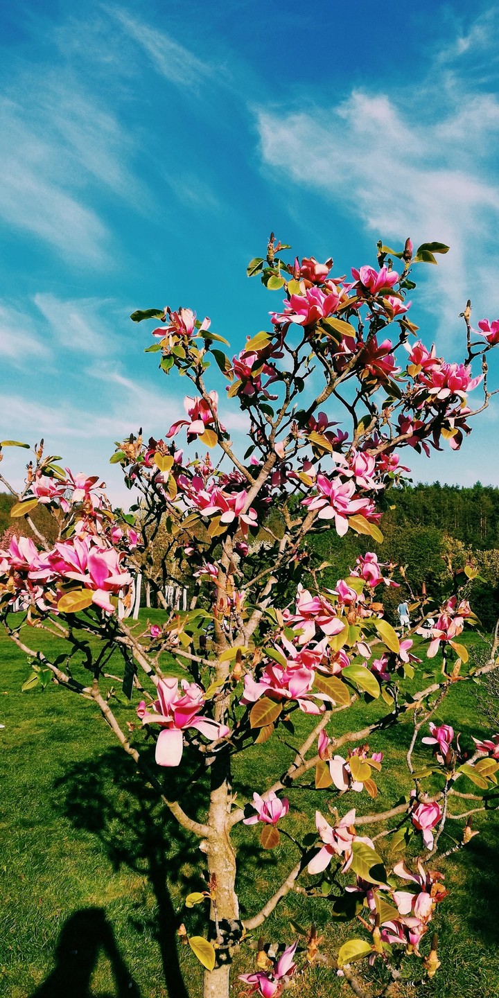 Magnolia flowers
