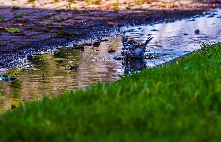 Bird washing
