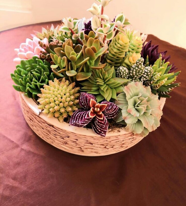 Ornamental cactus