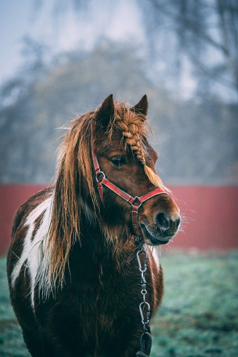 papéis de parede bridle, snout