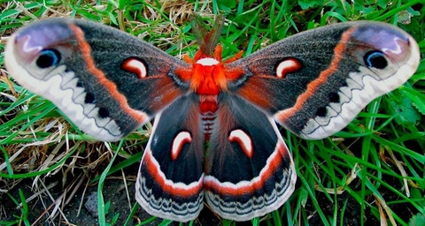 шпалери insect, butterfly