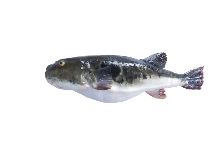 Fish
