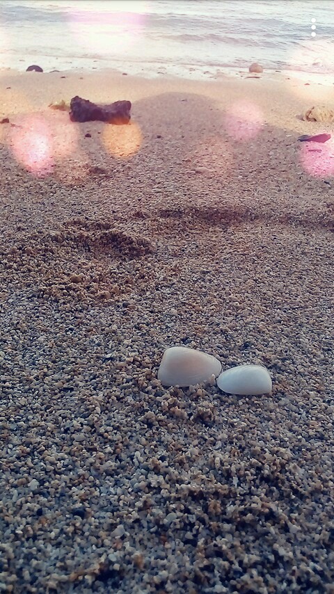 shells