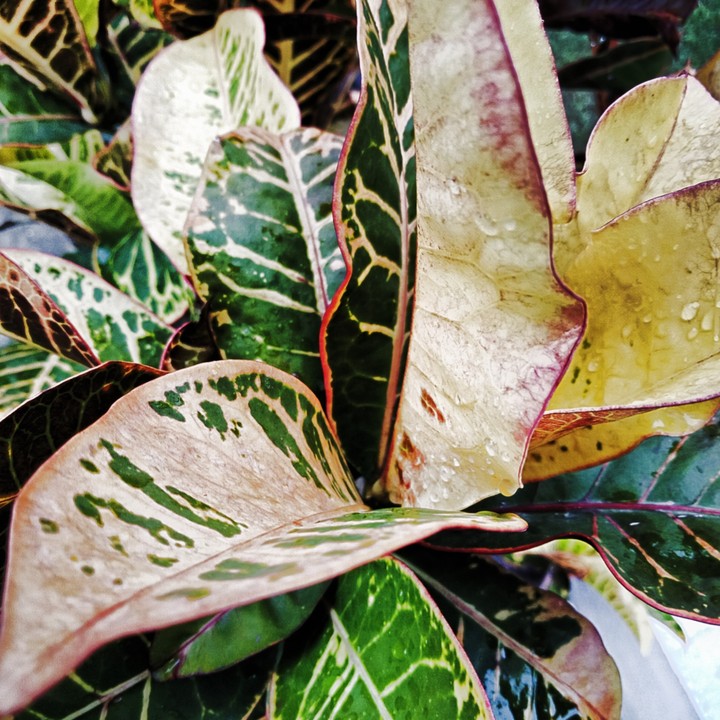 #nature###