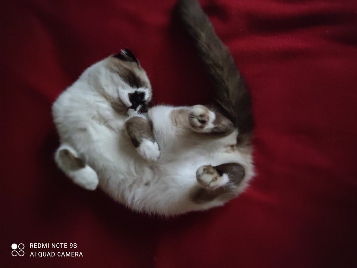 cat