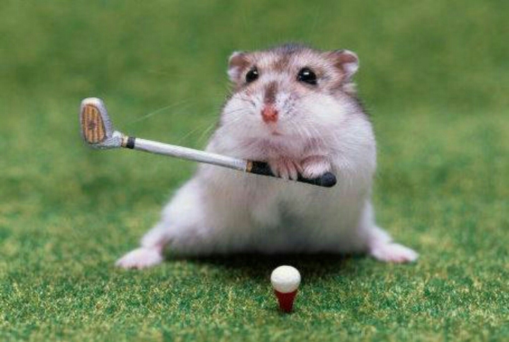 Hamster and Golf