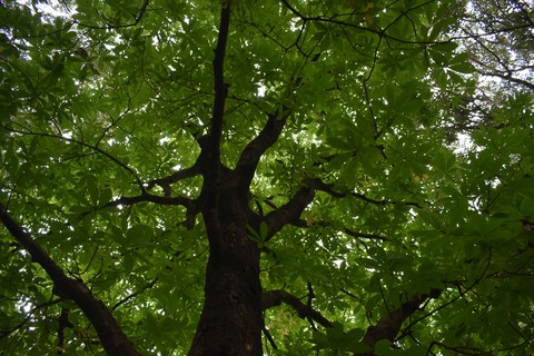 green tree