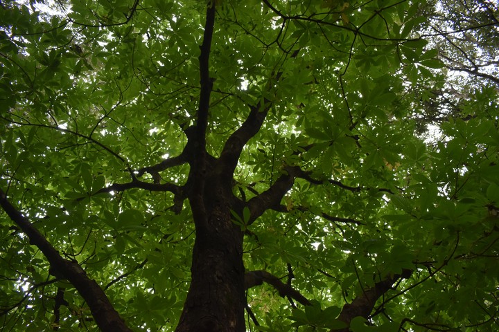 green tree