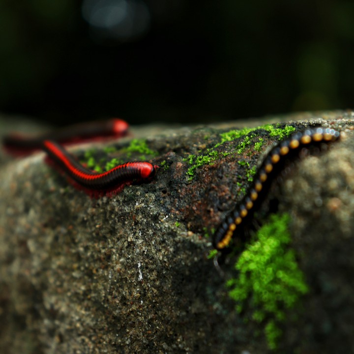 nature