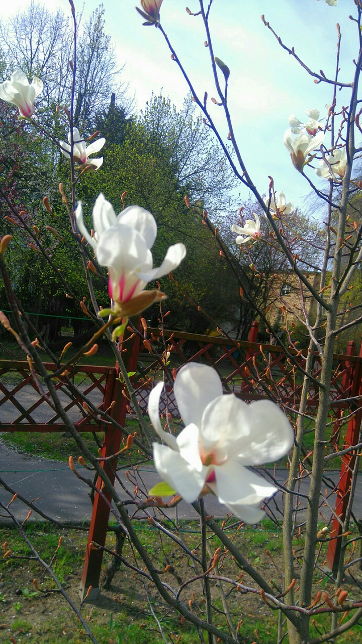Magnolia