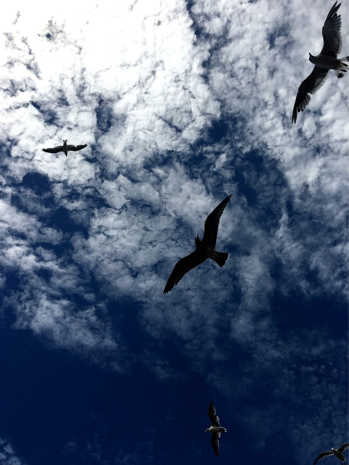 Seagulls chasing feed