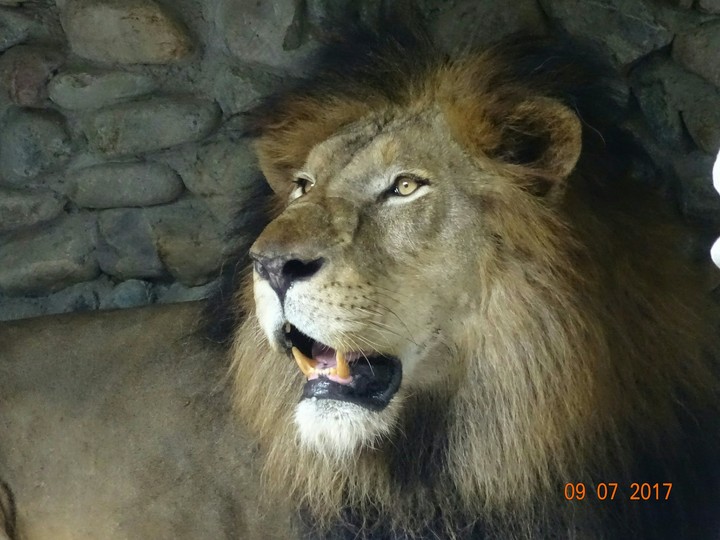 Lion