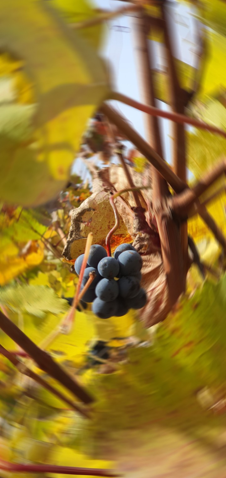 Wachau im Herbst