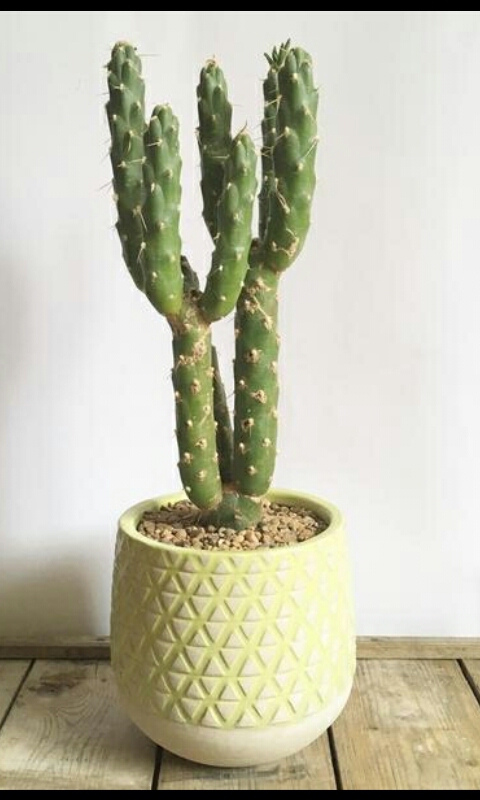 kactus