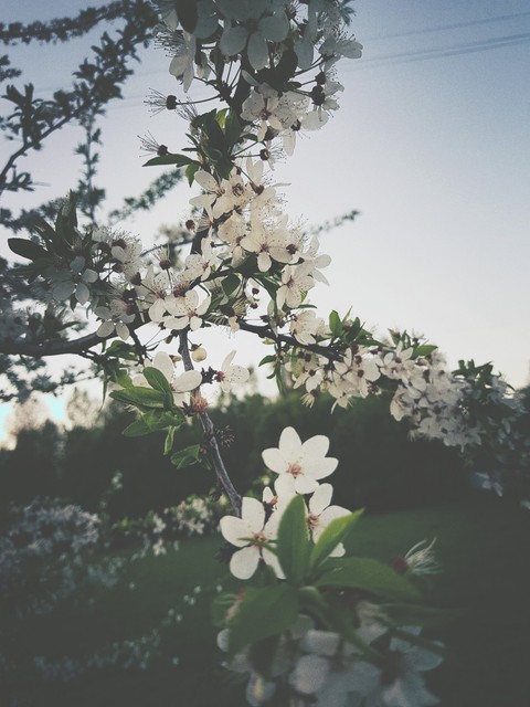 spring