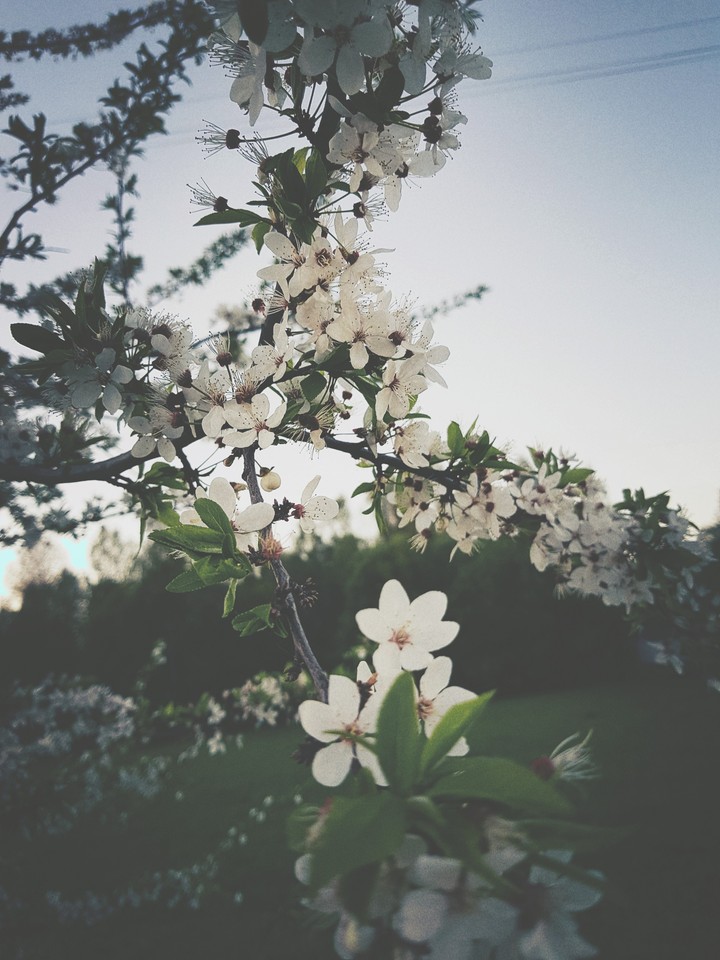 spring