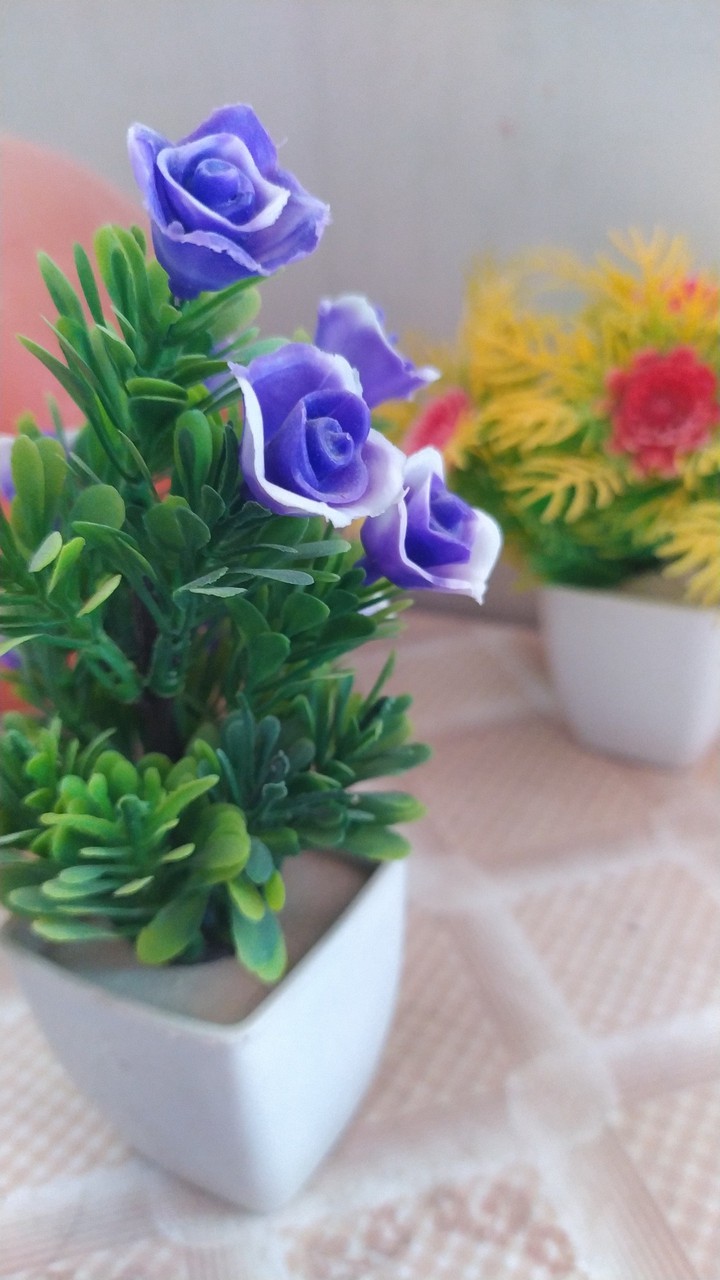 purple rose flower pot