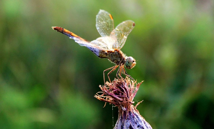 Dragonfly