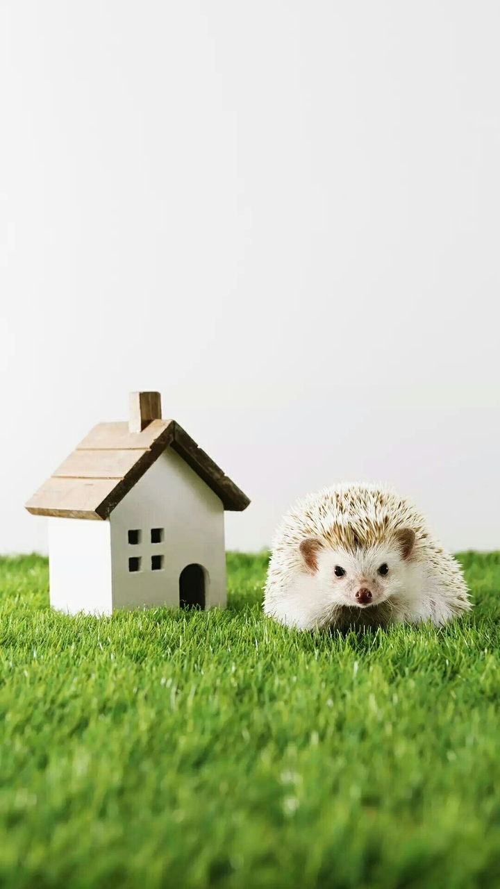 Tiny House Nation