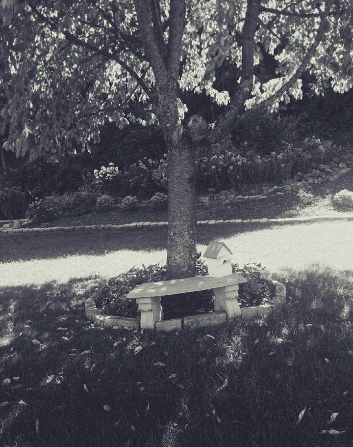 trees