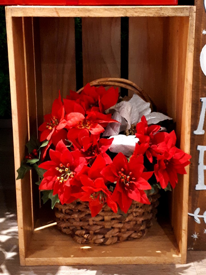 Mexican Poinsettia