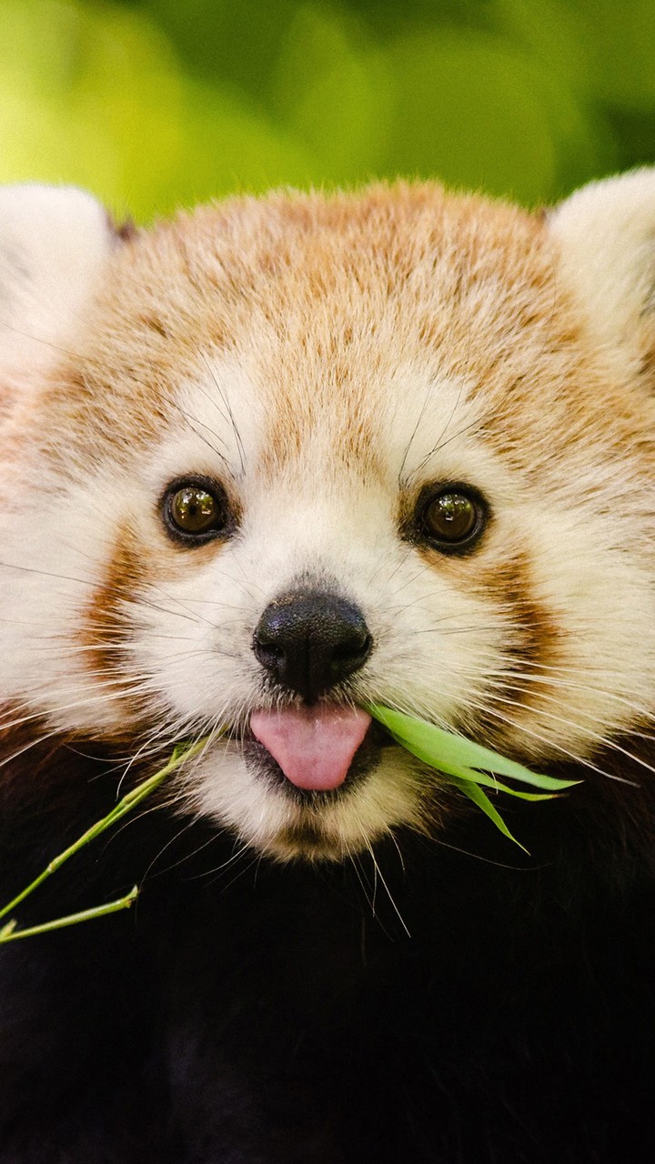 Funny Animals