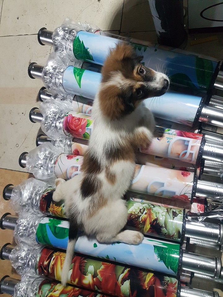 lovely dog