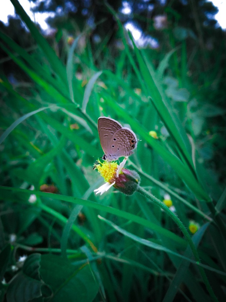 Little Buterfly