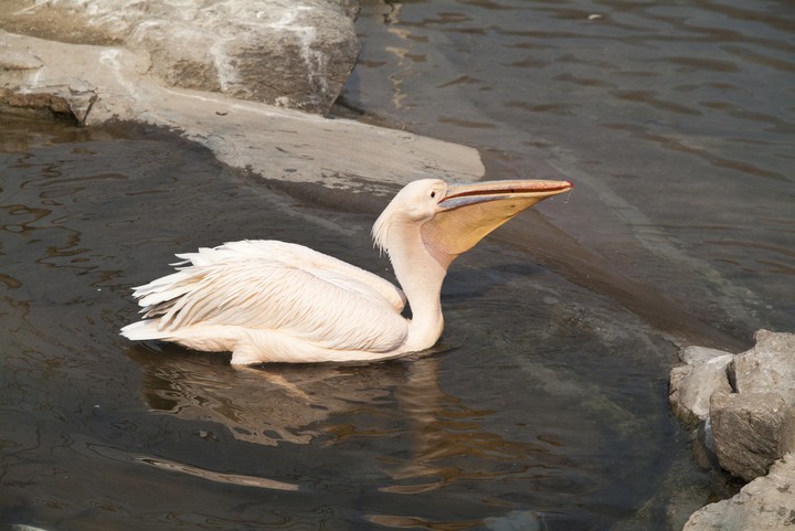 Animal