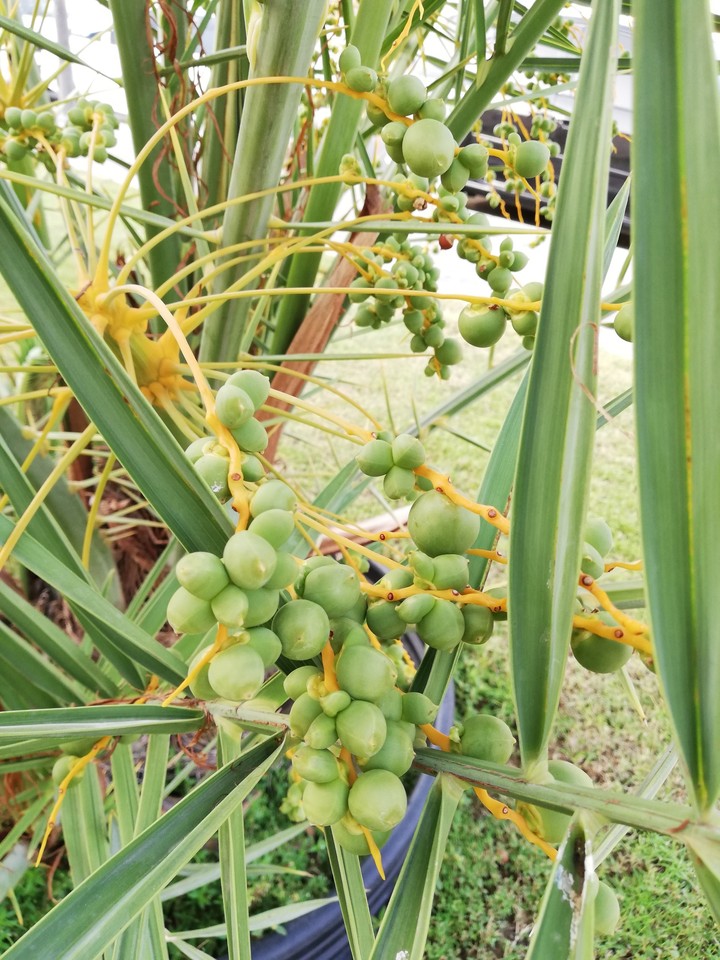 dates