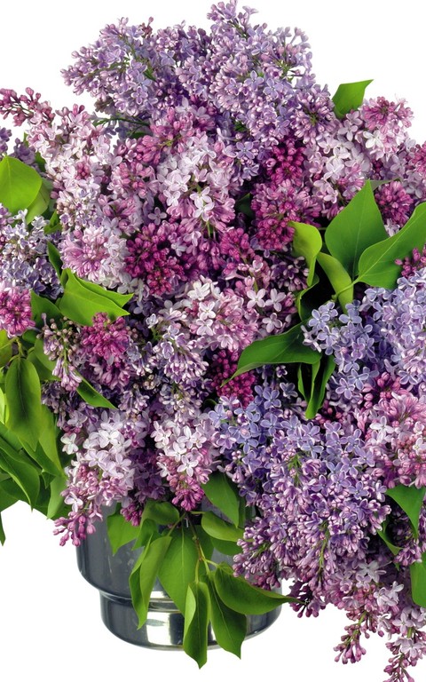 обои flower, lilac