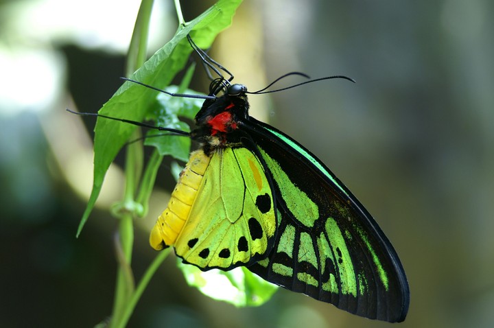 Butterfly fantastic