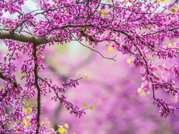 Magnificent flowering