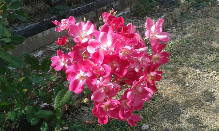 blossom in winter