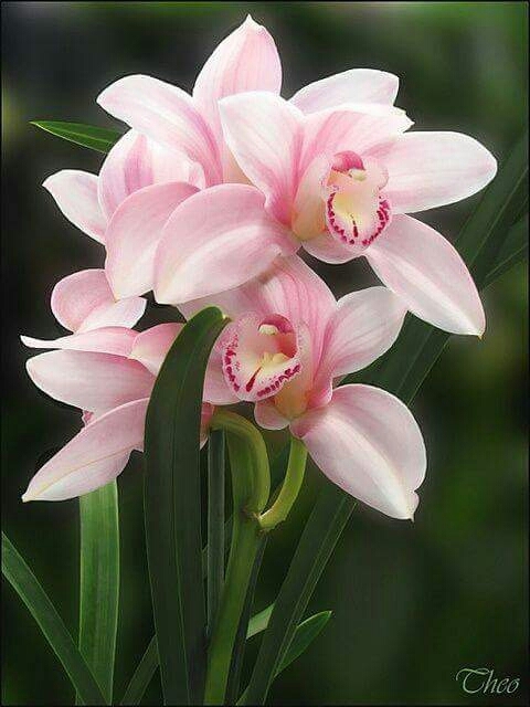 natureza