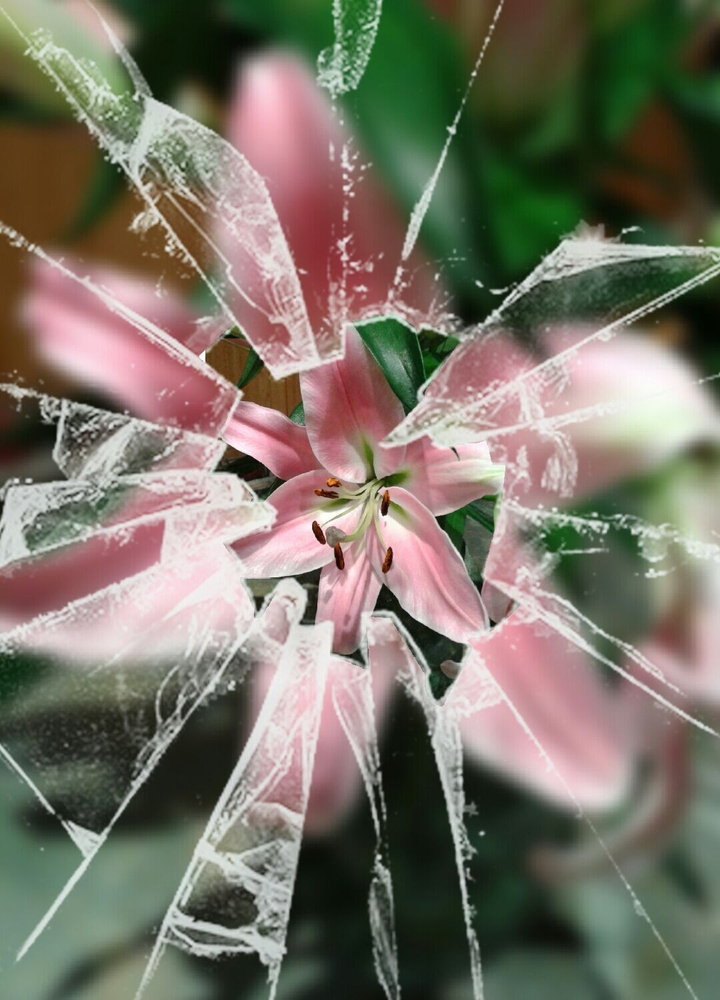 Lilie hinter Glas