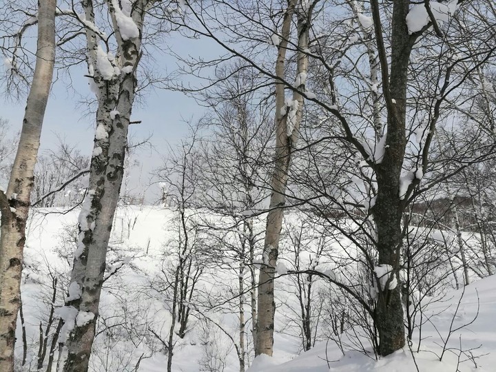 лес