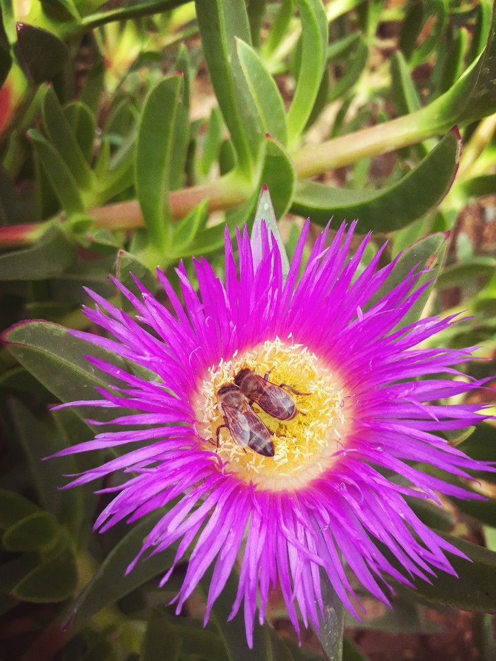 nature