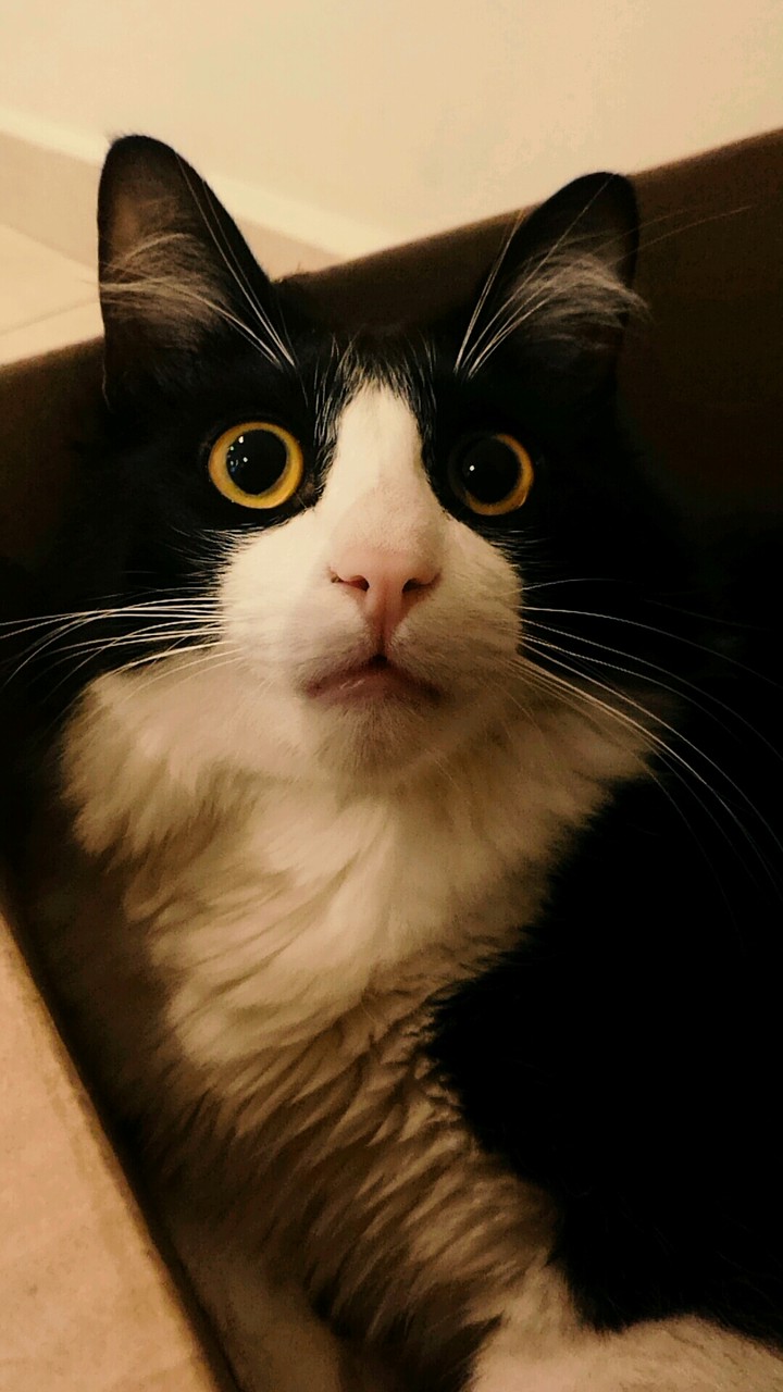 The cat "Frajola"