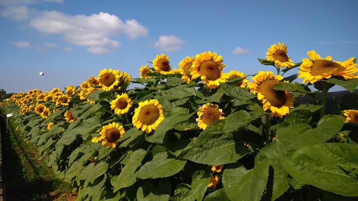 Taiwan-sunflowers