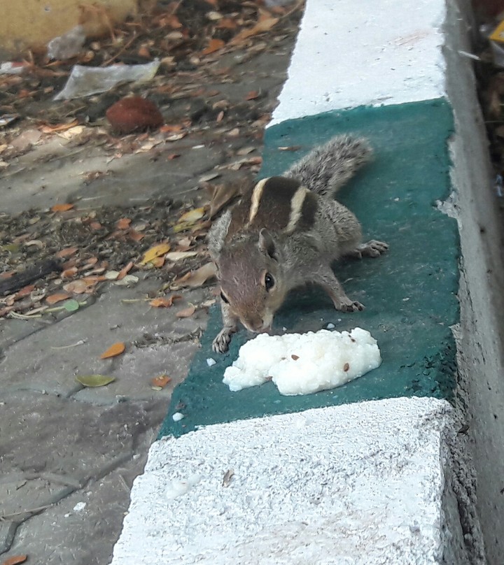 squirrel