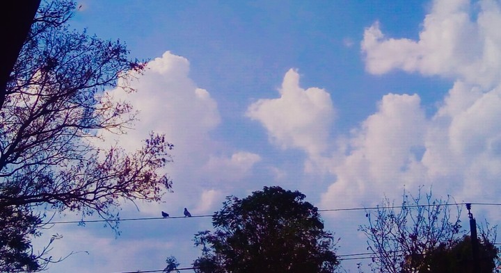 bird