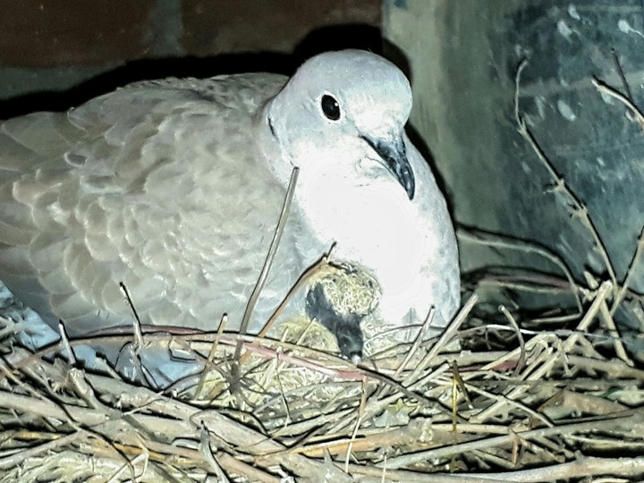 A beautiful  Dove and its cute little bAby..