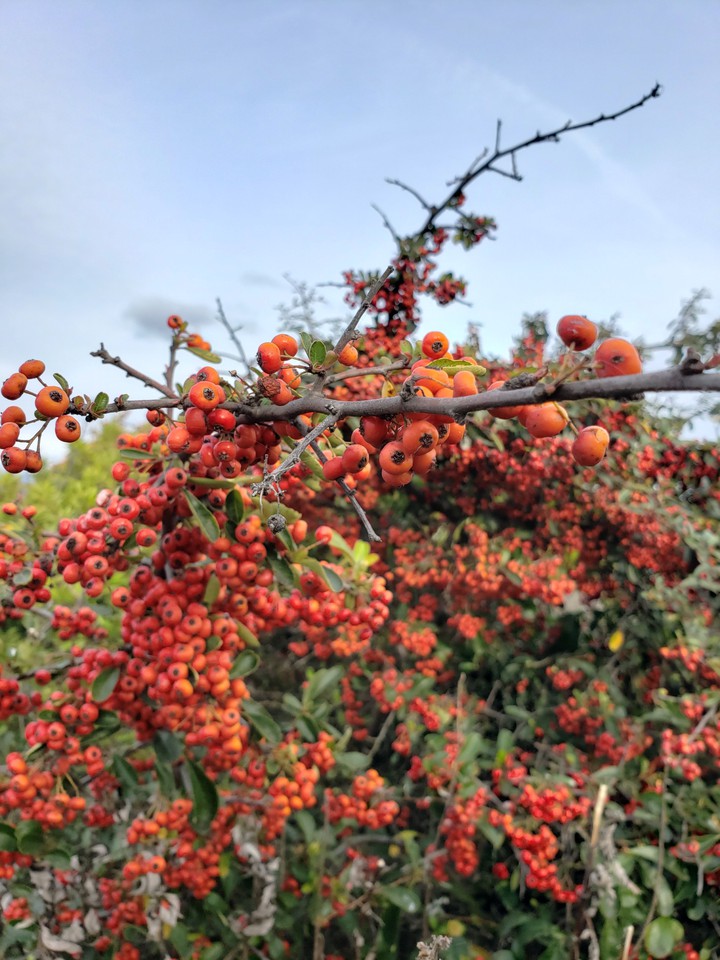 Rowan
