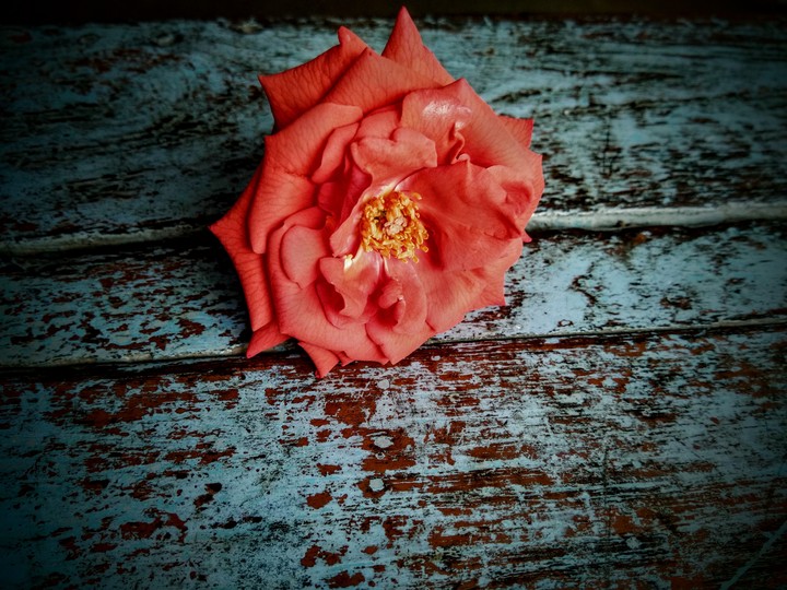 flower